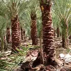 نخال درجه اولى مع التركيب والفسائل