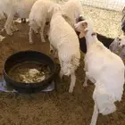 رخال