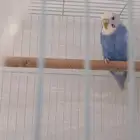 عصفور بادجي