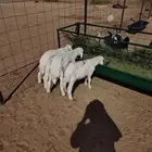 3 خرفان حري