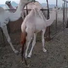 قعود الحم