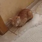 قطه للتبني لدواعي السفر المستعجل