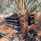 نخل ونخل زينه واشنطني فروخ خلاص برحي سكري شيشي هلالي مجدوله