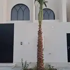 نخل واشنطني للبيع