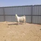 للبيع معزه هولنديه اوحده مطوره