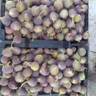 يوجد تين احمر وجوافه