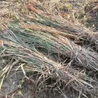 علف نظيف وعقد طيب مع توصيل الاماكن القريبه القوز