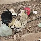 3 ديكه الواحد ب20