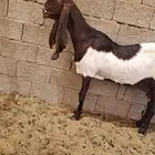 عنز هولنديه صنف