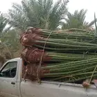 القصيم