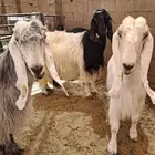 معزا حليب
