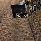 داغور نجدي خروف