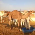 قعدان العدد 8.الموقع رماح