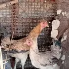 ديكين فرنسي للبيع مع 2دجات للبيع
