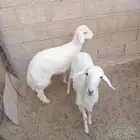 بهم حري