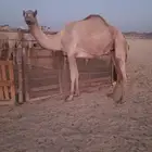 ناقه سودانيه