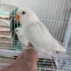 فروخ روز وروز اليف