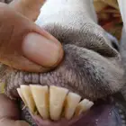 معزا حليب