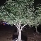 اشجار الزيتون ونخيل وشنطوني