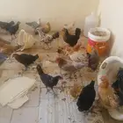 دجاج عمر ثلاث اشهر ونصف