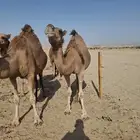 نياق لقايح فيها 3 مداني للوالدة واحده لقاح صغير 3 أشهر