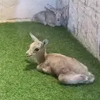 تيوس وجفار مواليد رييم
