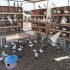 حمام هندي