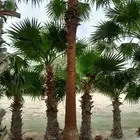 نخل اللبيع في الحفر الباطن في رفحاء عرعر