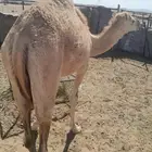 قعود هجن للبيع