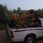 يوجد لدينا جميع انواع النخيل