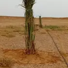 نخيل مقاول نخيل