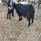 عنز والد