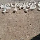 يوجد الروم الصغير يوجد الرومي الكبير يوجد البط
