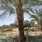 تكريب تنظيف وترتيب نخل تحويض نخل وقلع نخل وزرعه