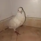 حمامه فرنسيه ضايع وجهي في حي ظيم واتمنى اللي يلقاه يجيبها