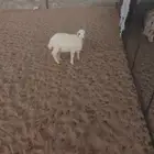 خروف مهجن حري رفيدي سمين