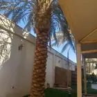تكريب وتليف وتسميد النخيل