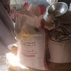 برسيم بلدي حجازي