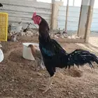 ديوك دجاج فارسي