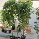 مشتل تنسيق حدائق وديكورات