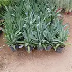 مشتل لبيع الاشجار وقص وكريب النخيل
