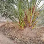 فسايل برحي طيبه وسعر مناسب