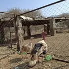 دجاج رومي
