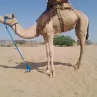 اعرض لكم ركبى جدع وطوع جاهز