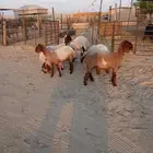 جذعات نعيم طيبه الموقع مليجه