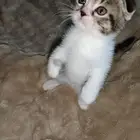 بيع قطط سكوتش فولد