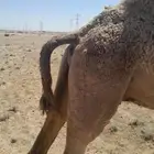 ناقه لقحه للبيع