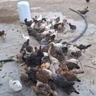 دجاج بلدي