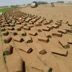 ثيل سي الفين علي الشرط