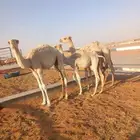 الموقع رماح